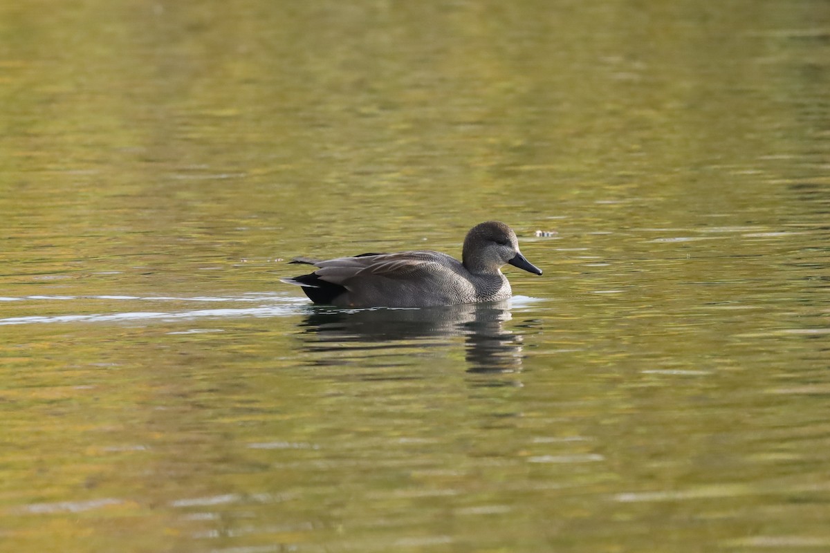 kopřivka obecná - ML645159216