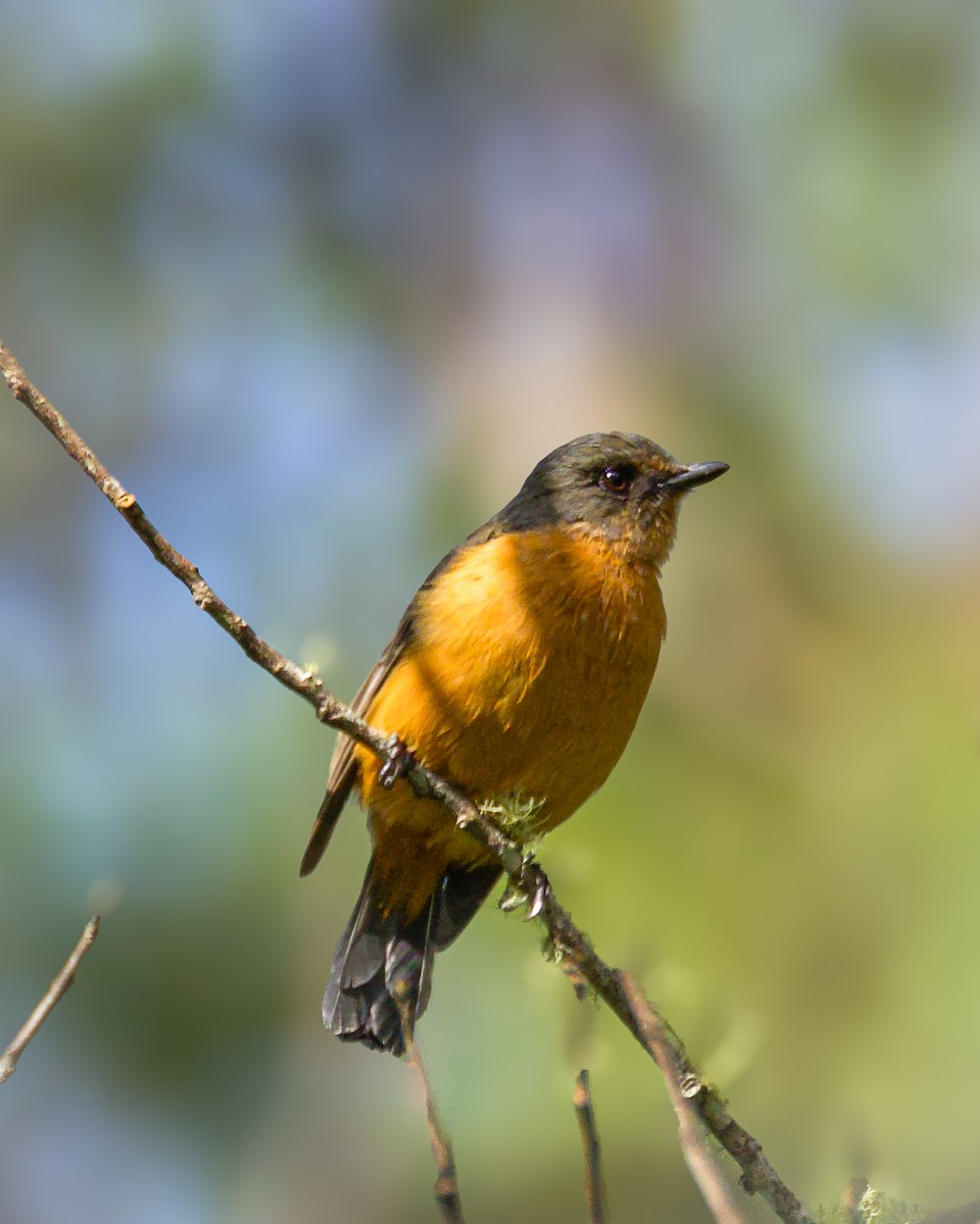 Gobemouche hyacinthe - ML645159217