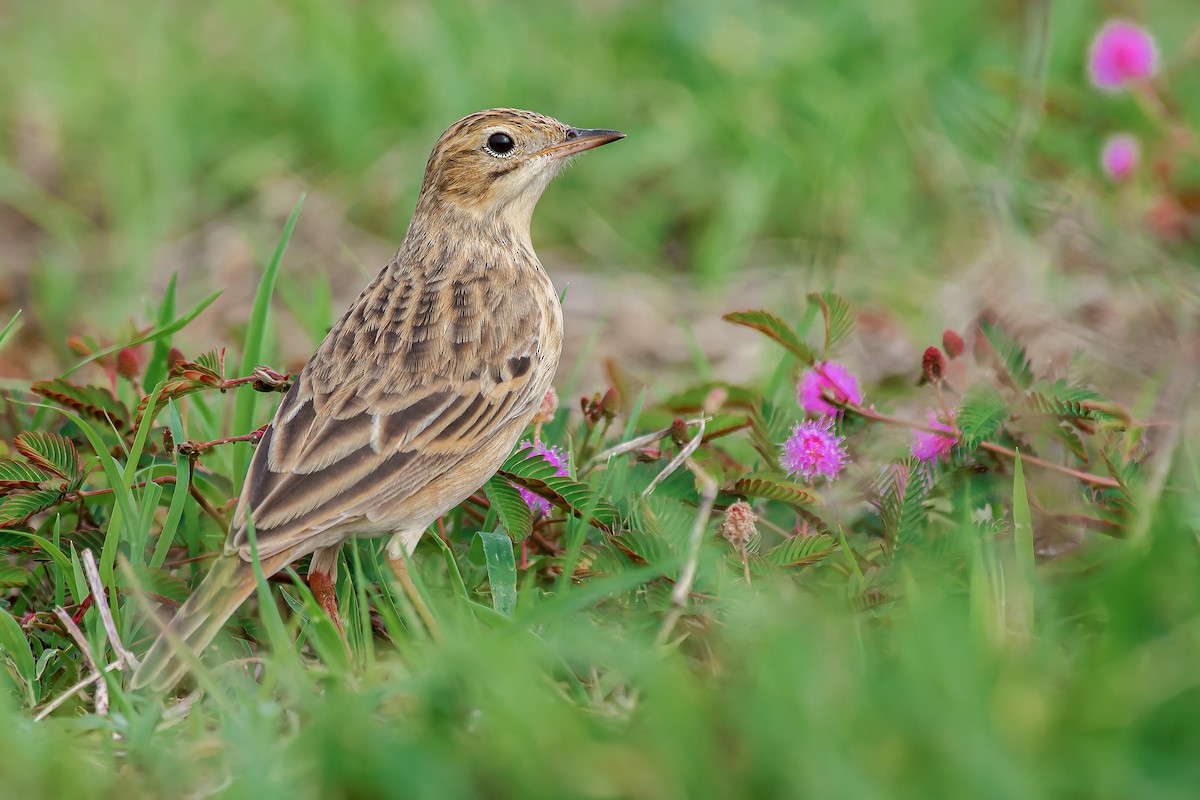 Blyth's Pipit - ML645159219