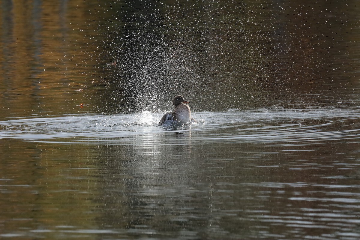 kopřivka obecná - ML645159228