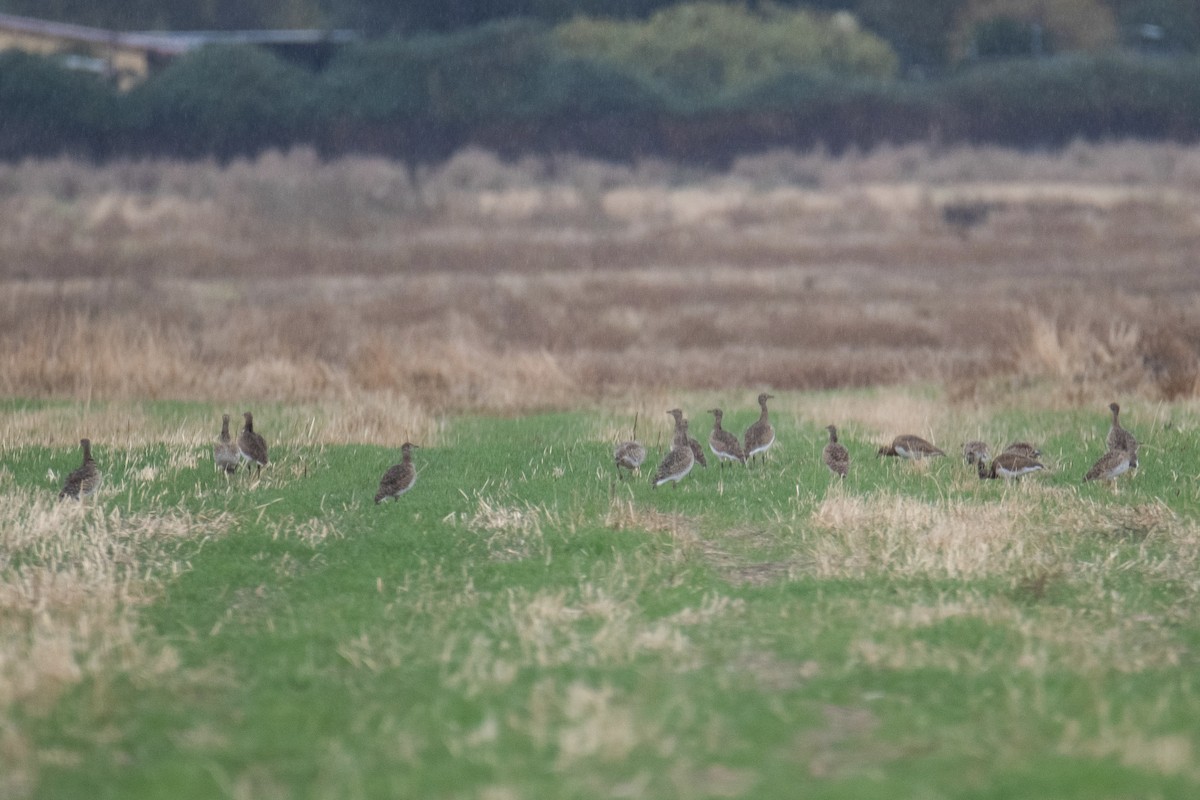 Little Bustard - ML645159233