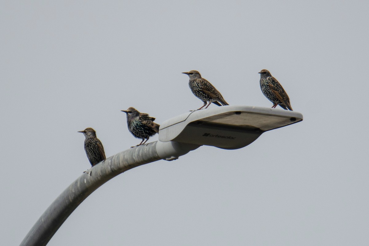 European Starling - ML645159234