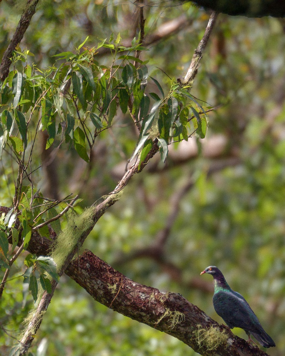 白喉林鴿 - ML645159239