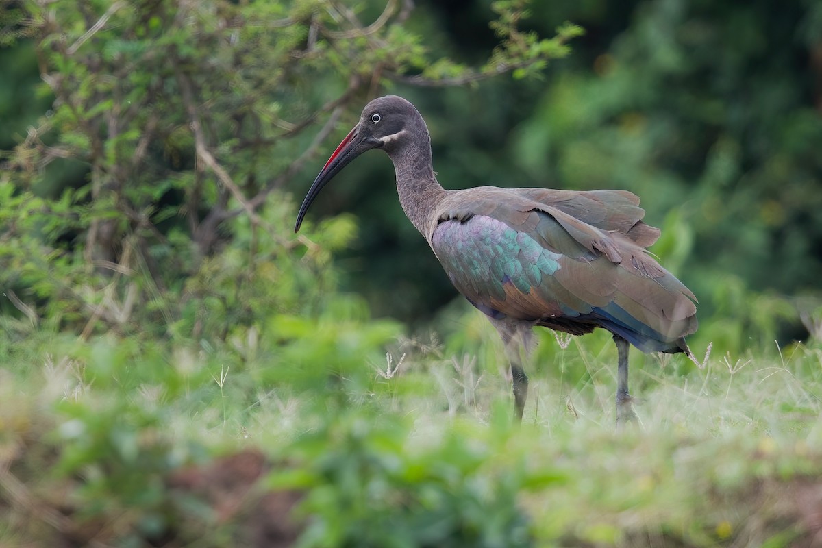 Hadada Ibis - ML645159247