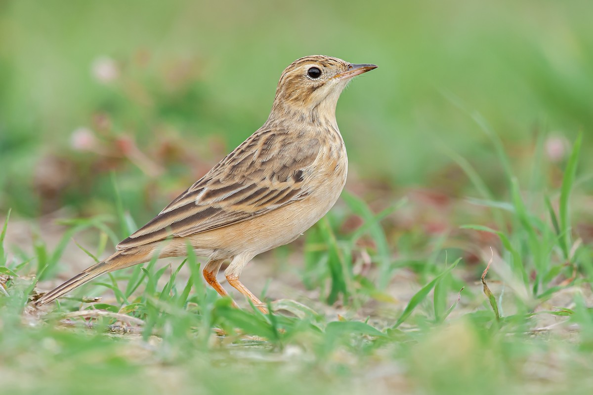 Blyth's Pipit - ML645159253