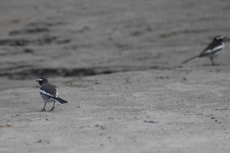 Bergeronnette indienne - ML645159254