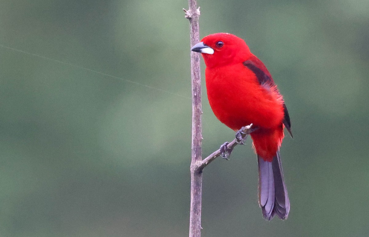 Brazilian Tanager - ML645159257