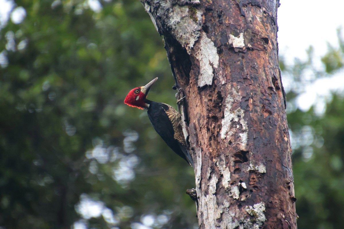 Crimson-crested Woodpecker - ML645159266