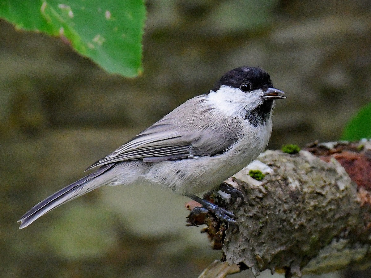 Пухляк - ML645159272