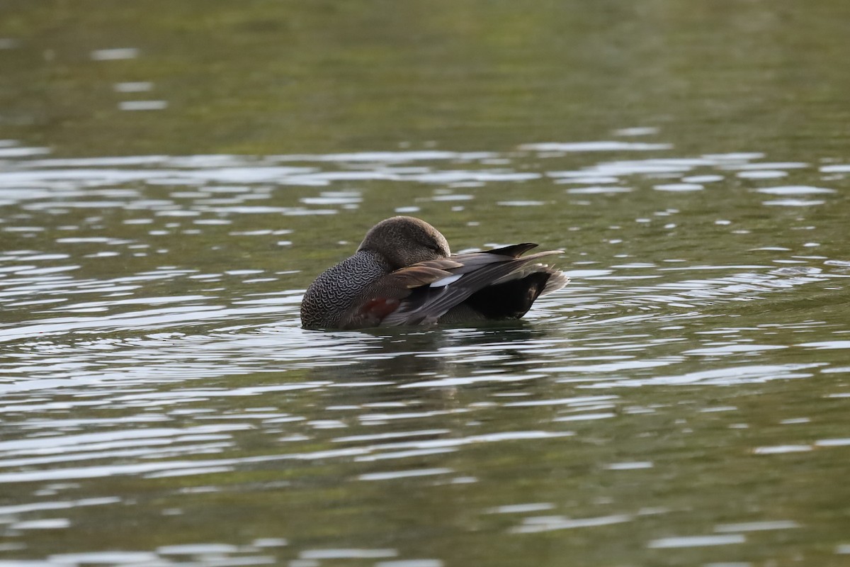 kopřivka obecná - ML645159300