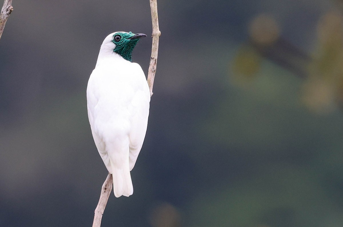 Bare-throated Bellbird - ML645159301