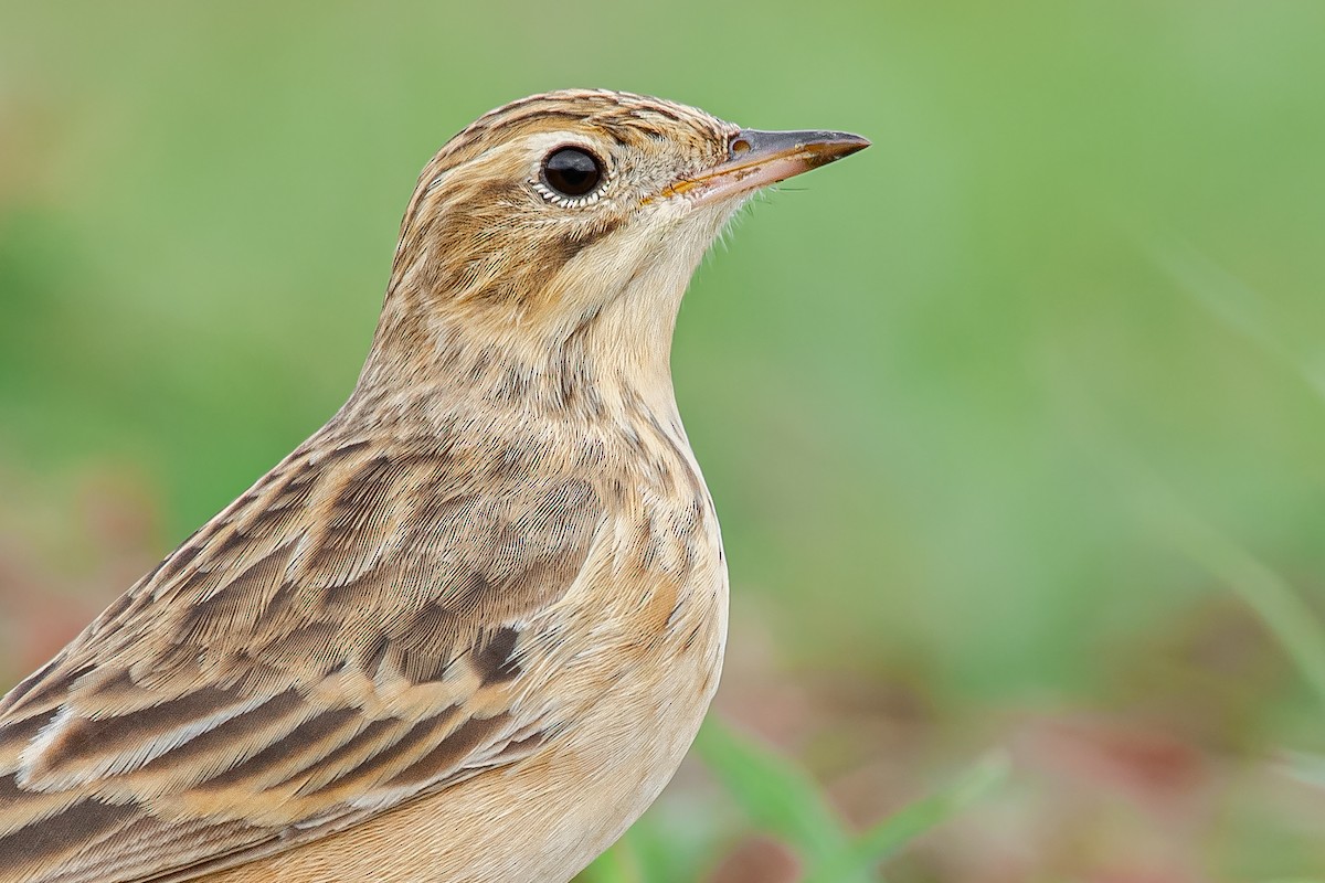 Blyth's Pipit - ML645159302