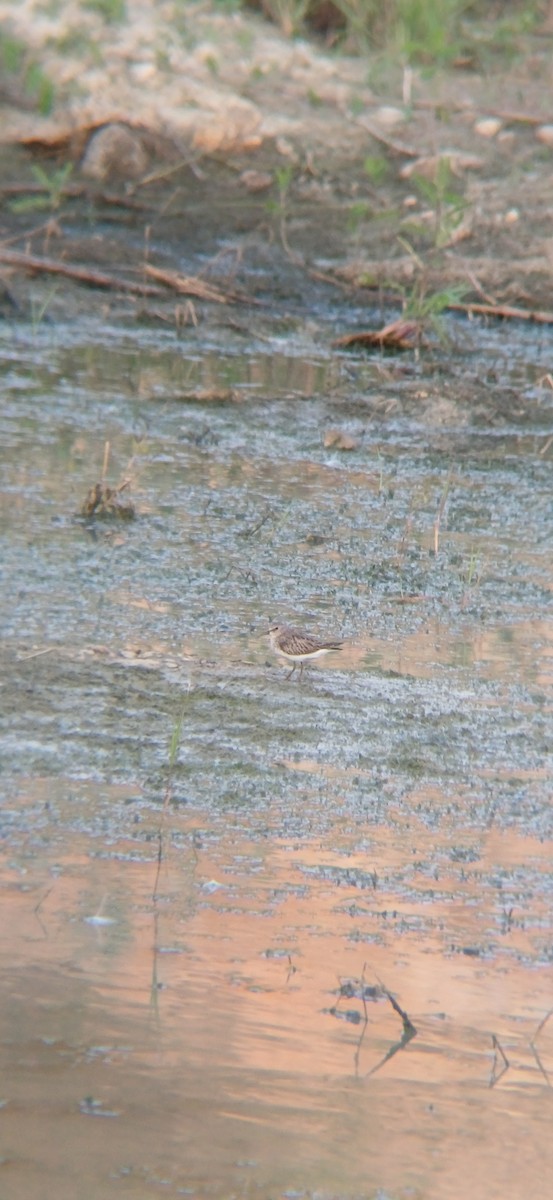 Least Sandpiper - ML645159308