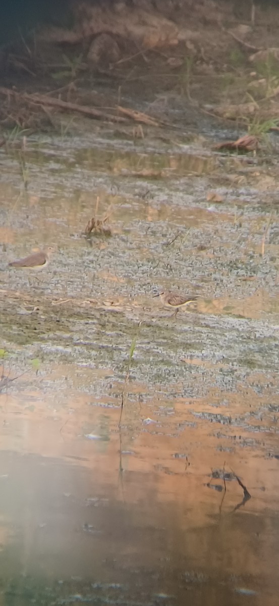 Least Sandpiper - ML645159309