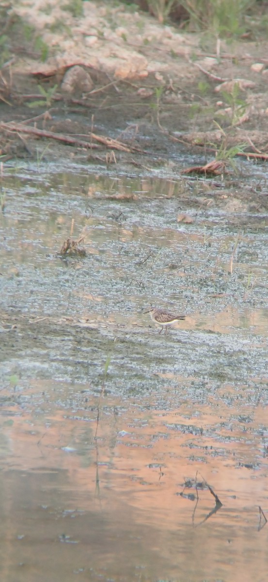 Least Sandpiper - ML645159310