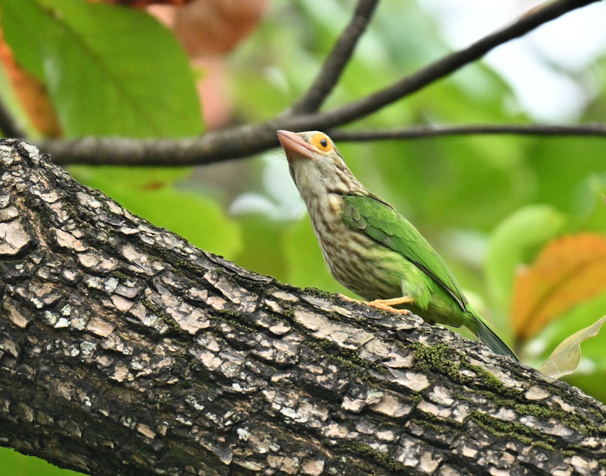 シロボシオオゴシキドリ - ML645159316