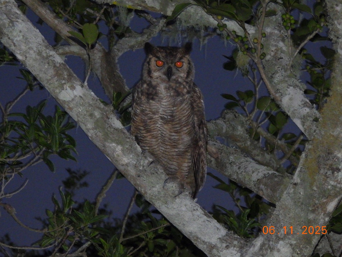Great Horned Owl - ML645159321