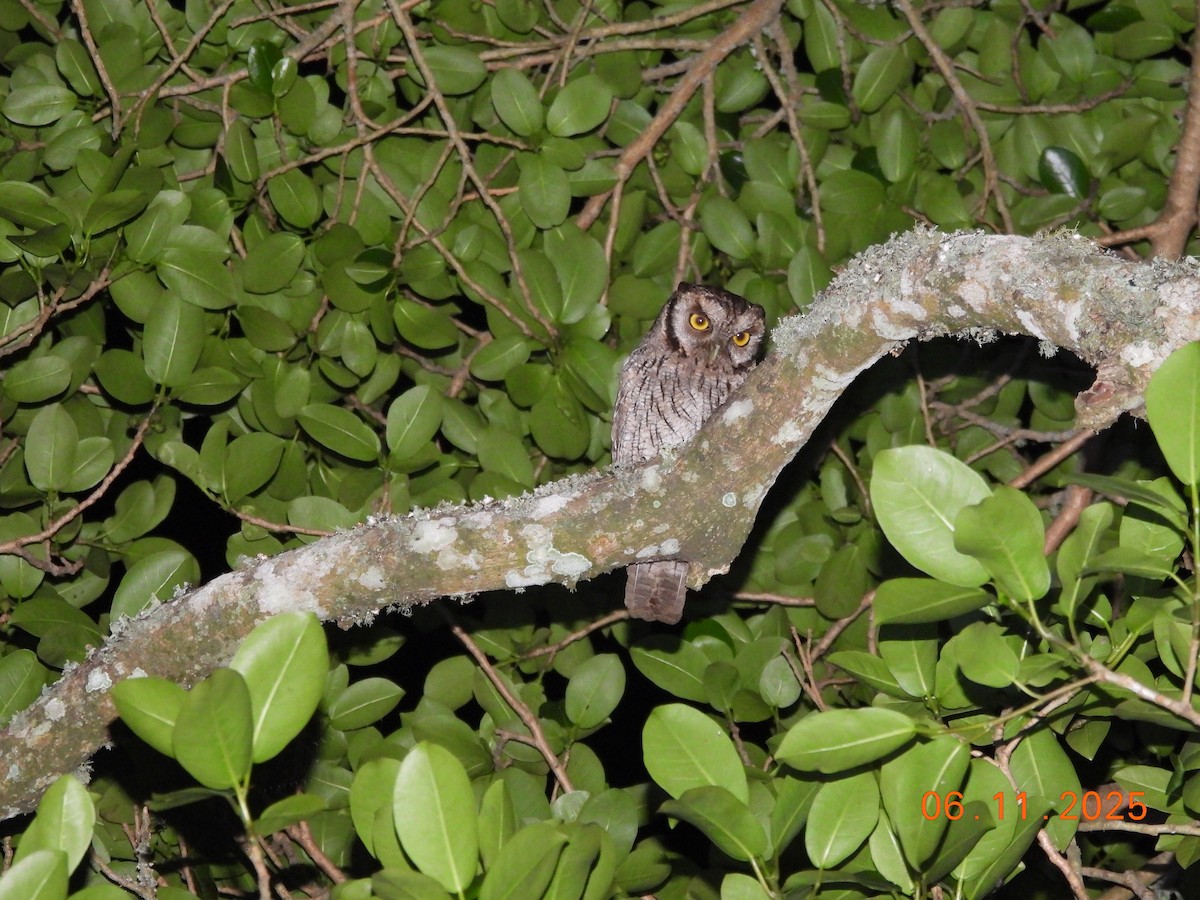 Tropical Screech-Owl - ML645159324