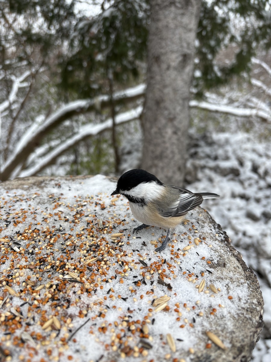 Black-capped Chickadee - ML645159329