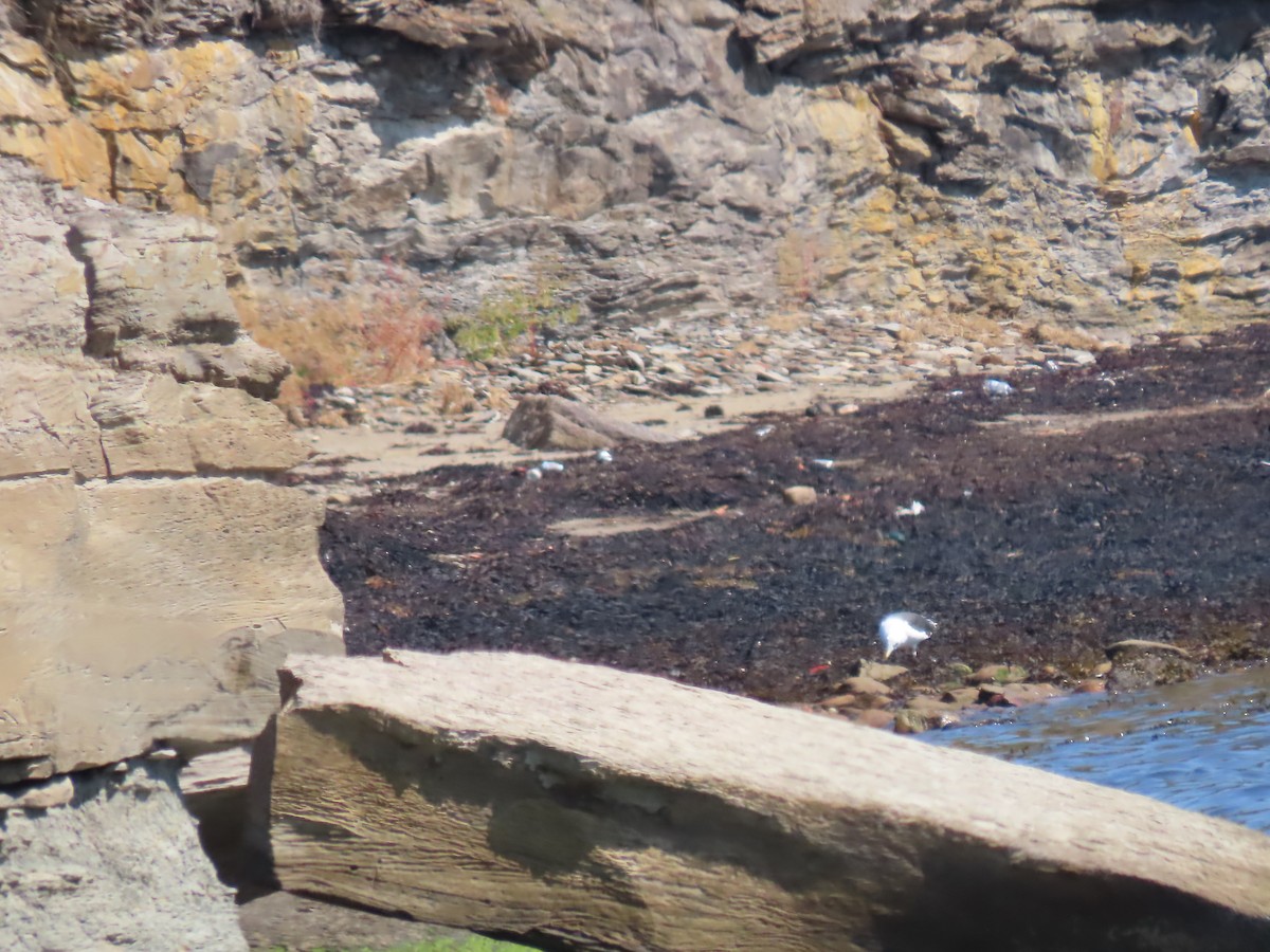 racek mořský - ML645159334