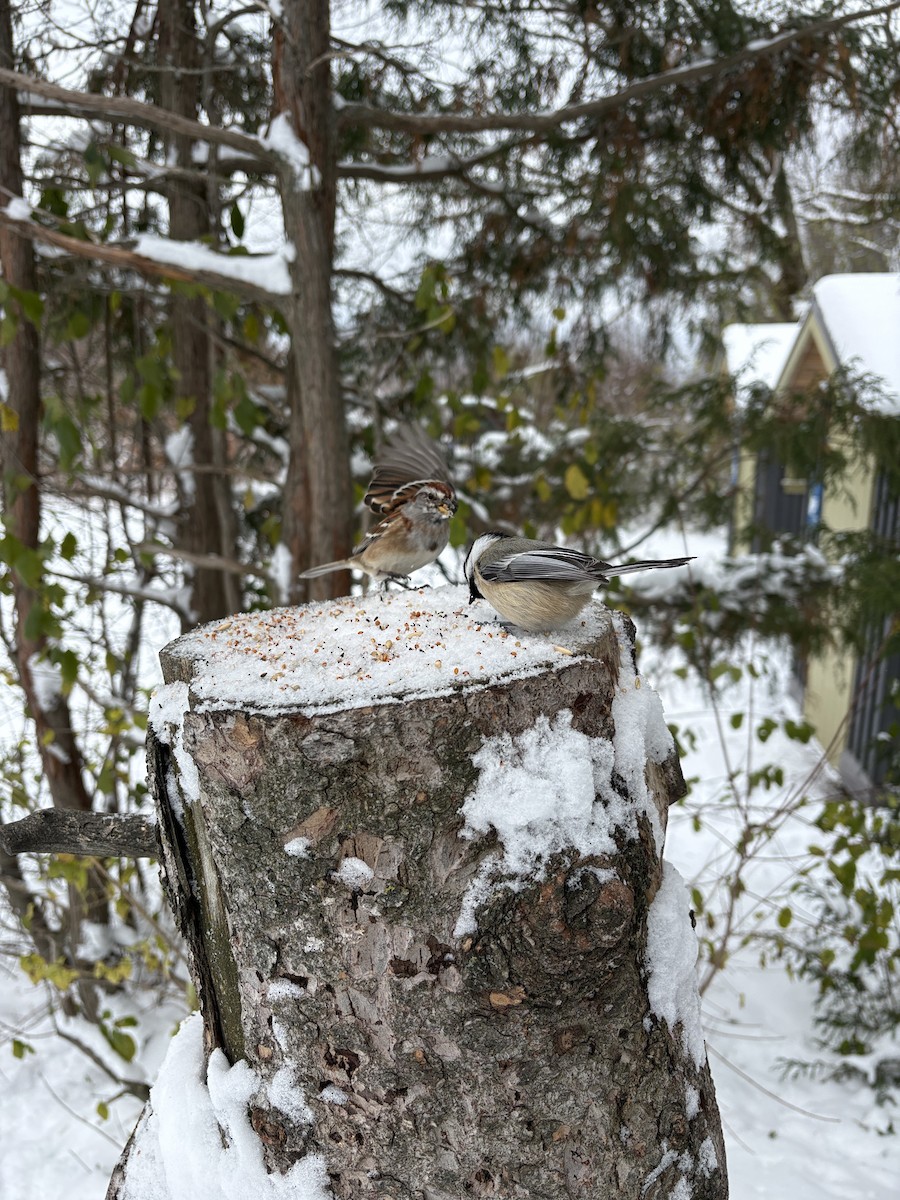 Пасовник північний - ML645159336