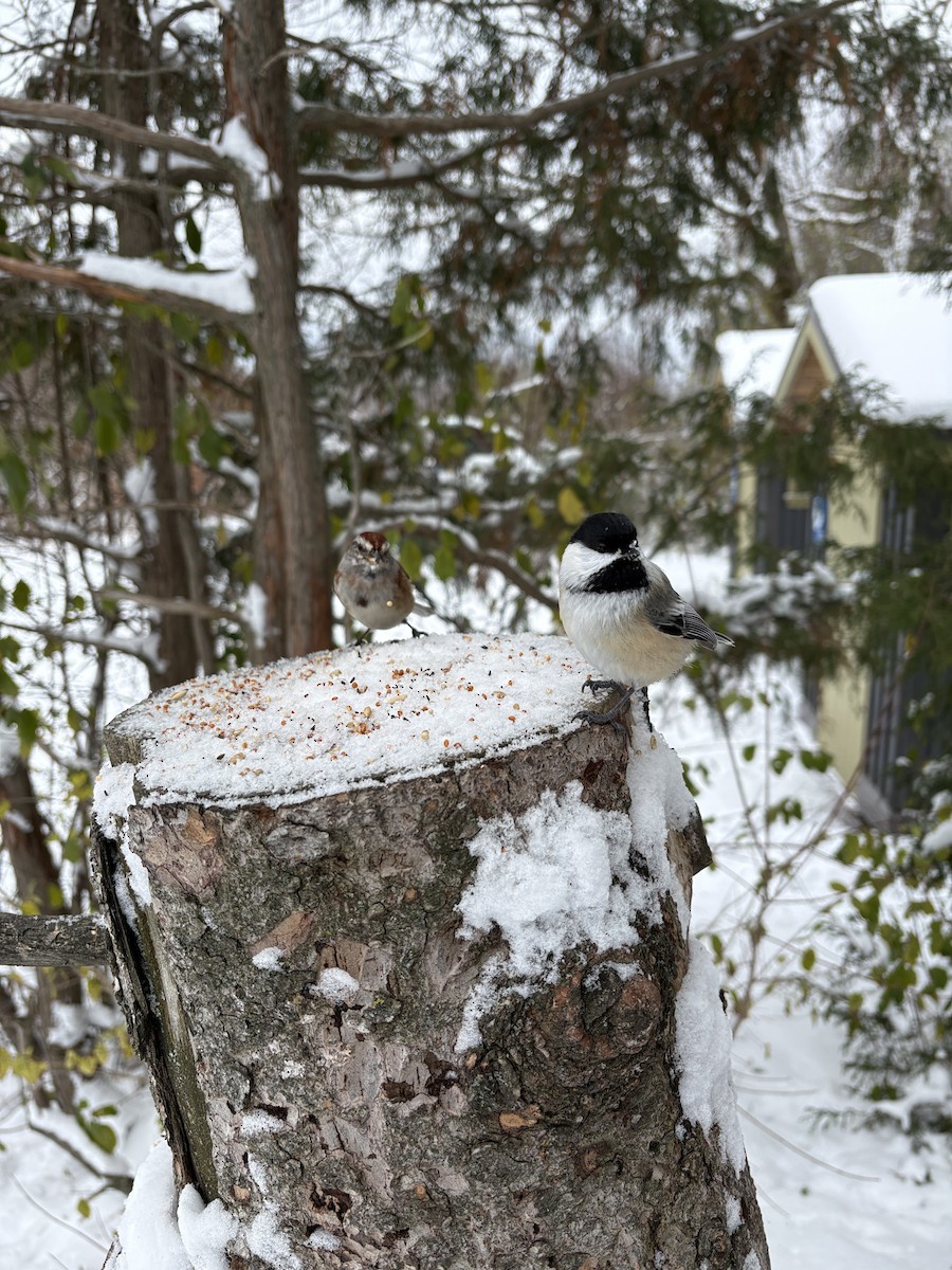 Пасовник північний - ML645159337