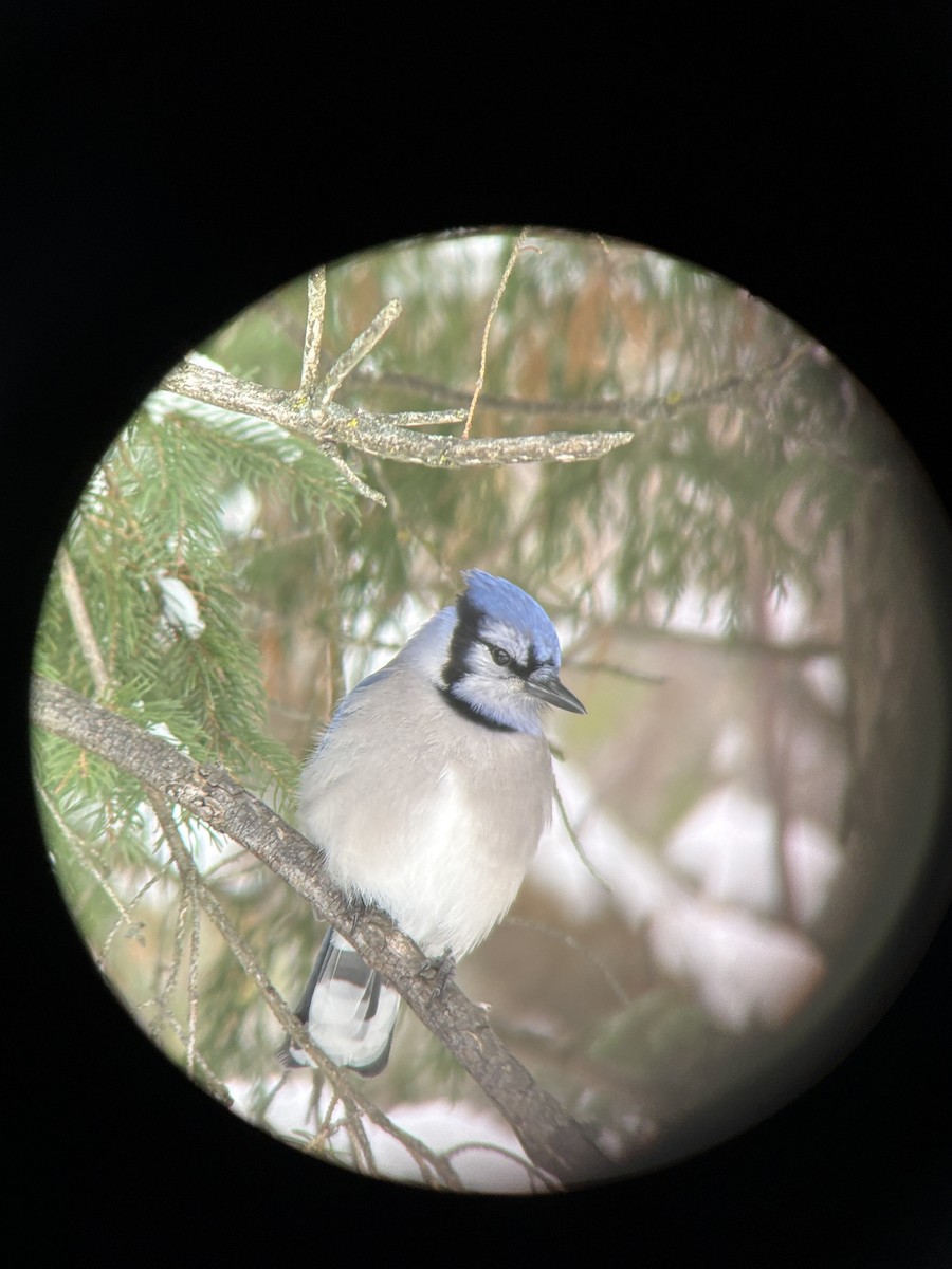 Blue Jay - ML645159352