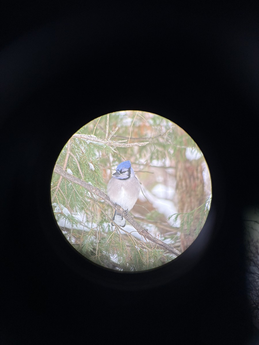 Blue Jay - ML645159354