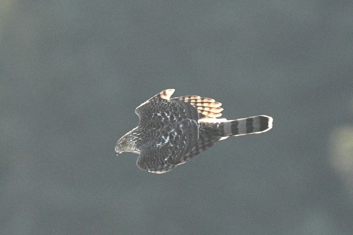 Cooper's Hawk - ML645159356