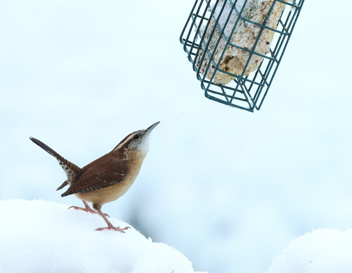 Carolina Wren - ML645159358