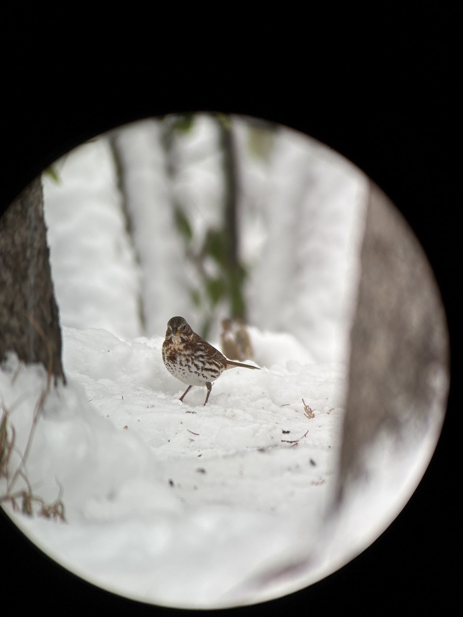 Fox Sparrow - ML645159364