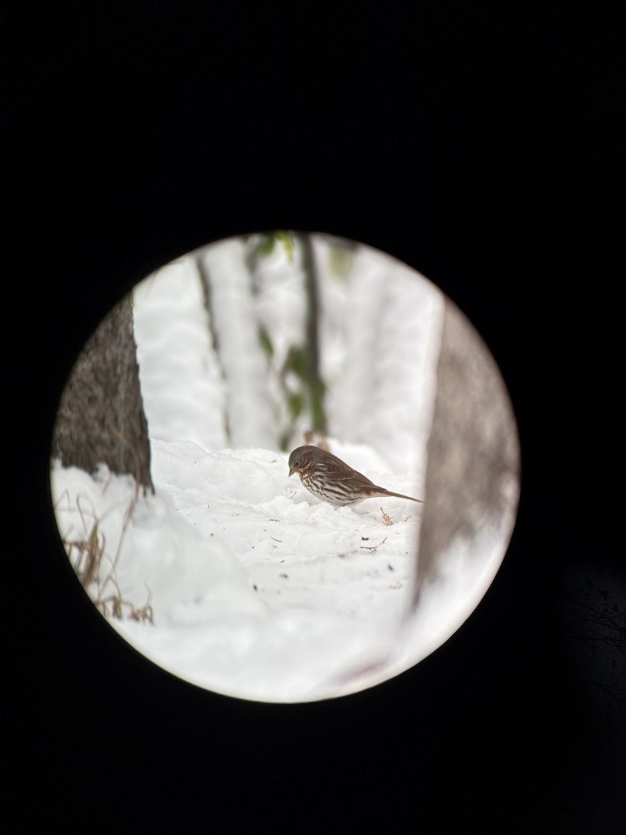 Fox Sparrow - ML645159365