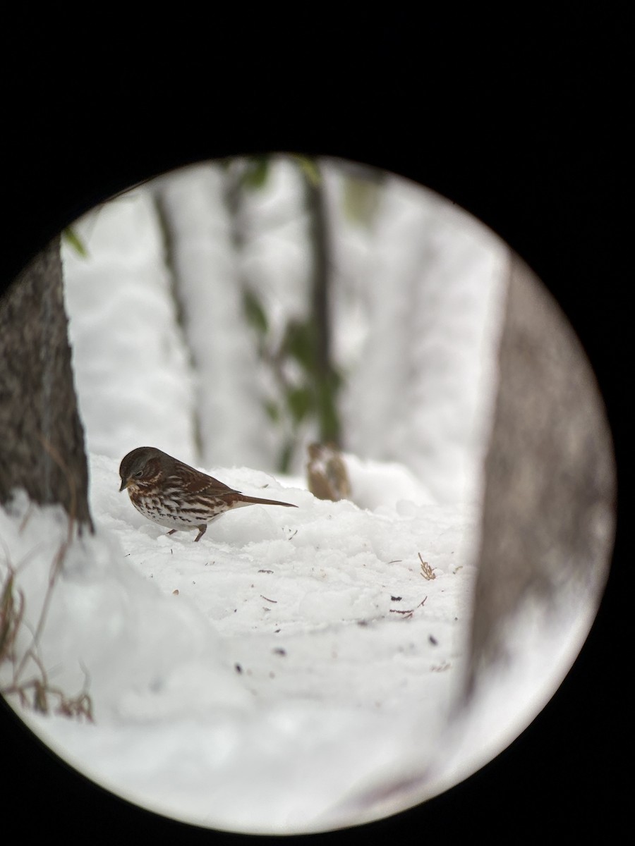 Fox Sparrow - ML645159366