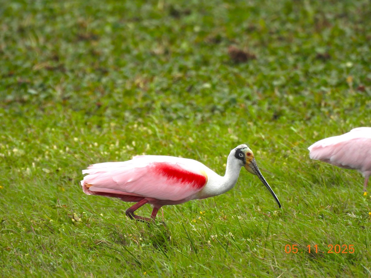 Roseate Spoonbill - ML645159377