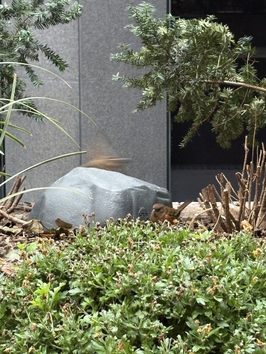 Eastern Towhee - ML645159393