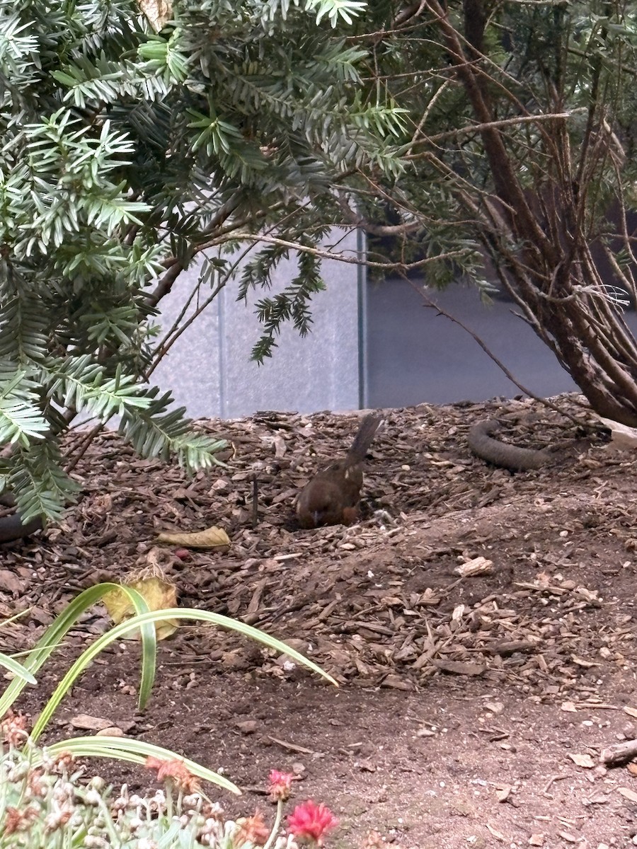 Eastern Towhee - ML645159394