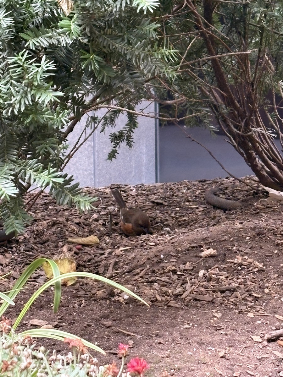 Eastern Towhee - ML645159395