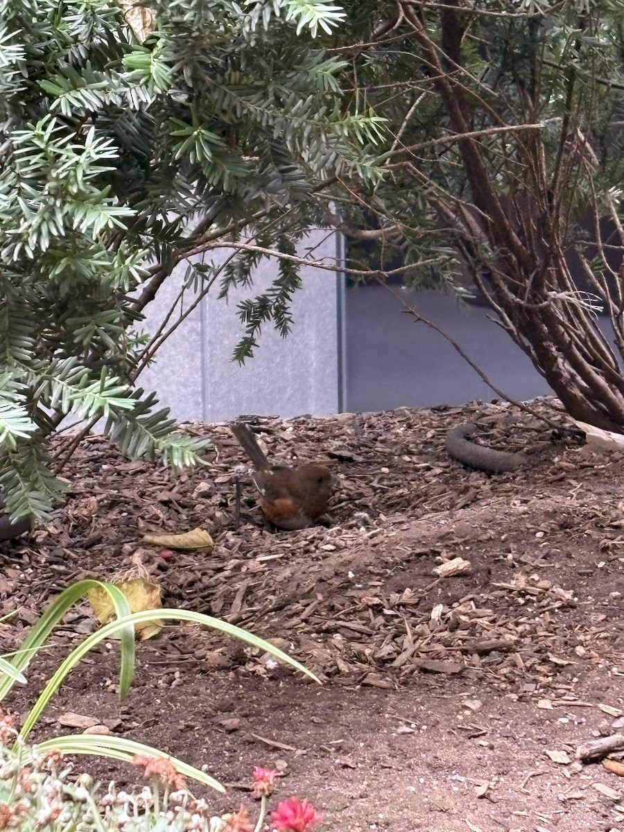 Eastern Towhee - ML645159396