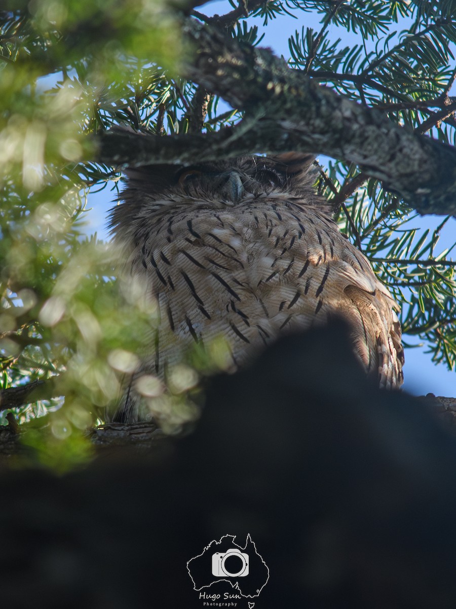 ミナミシマフクロウ - ML645159401