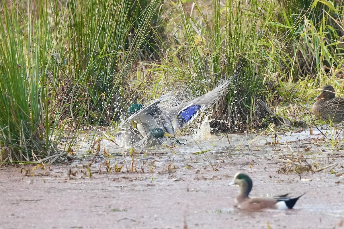 Mallard - ML645159405