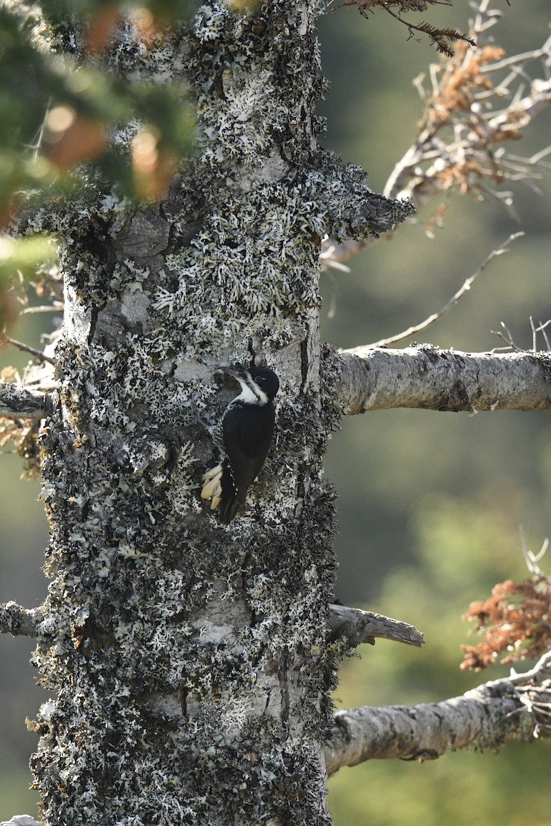 Black-backed Woodpecker - ML645159406