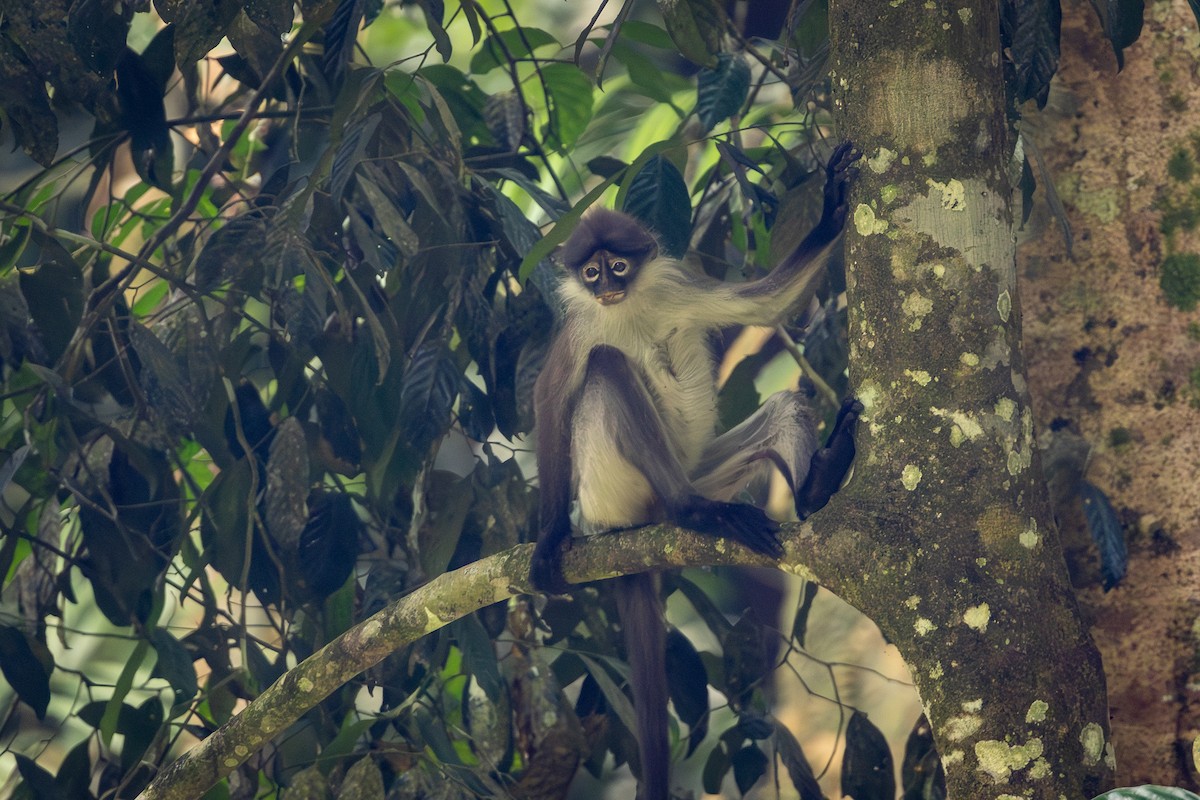 鬱烏葉猴 - ML645159407