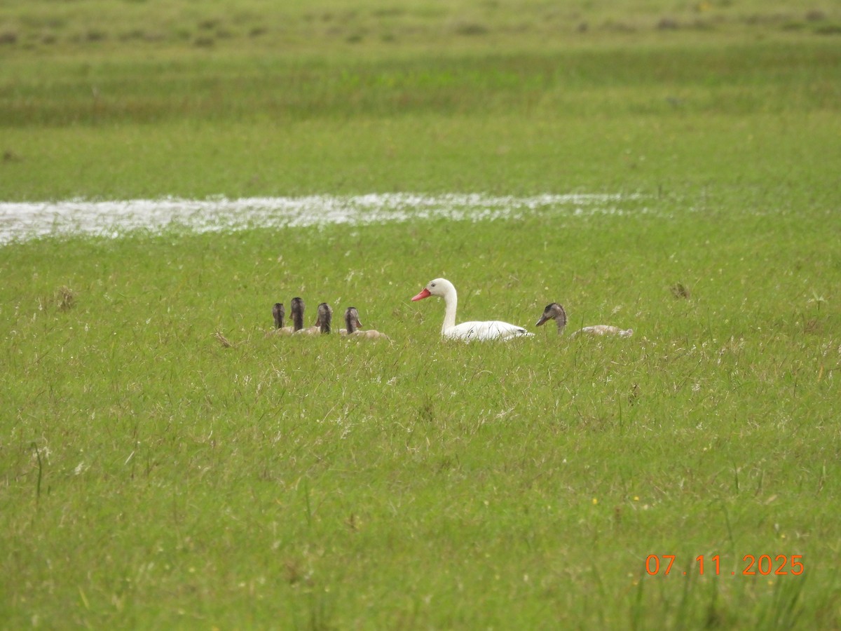 Coscoroba Swan - ML645159412