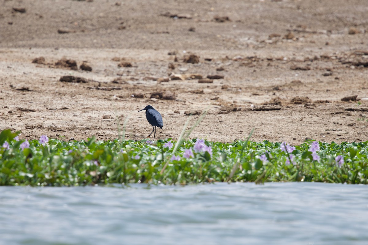 Black Heron - ML645159413