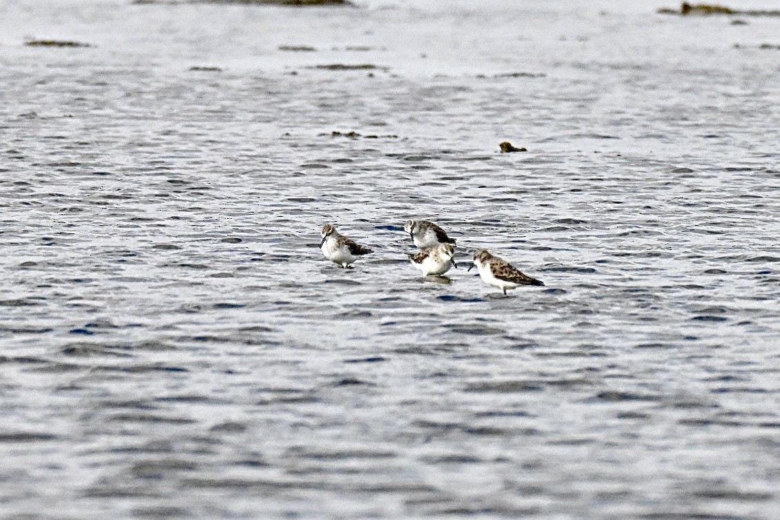 Little Stint - ML645159417