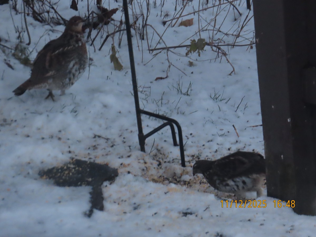 jeřábek kanadský - ML645159428