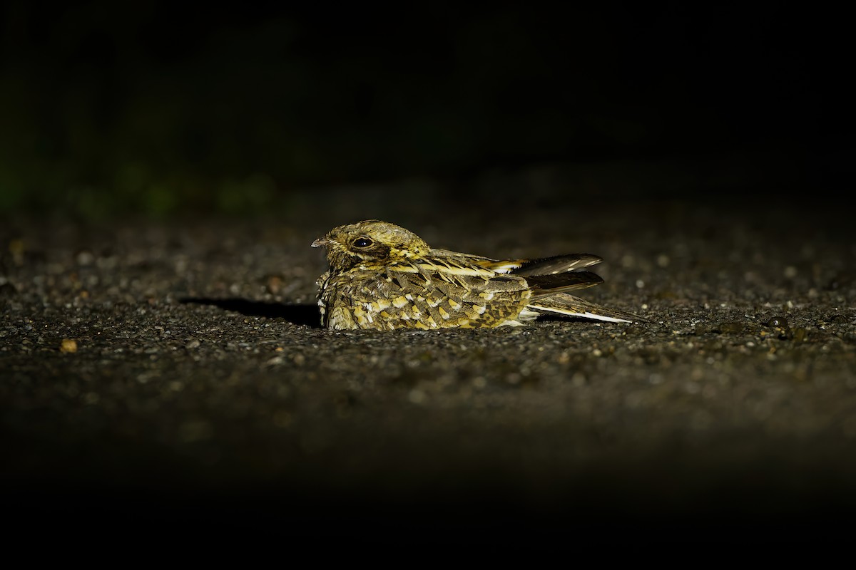 Chotacabras Hindú - ML645159442