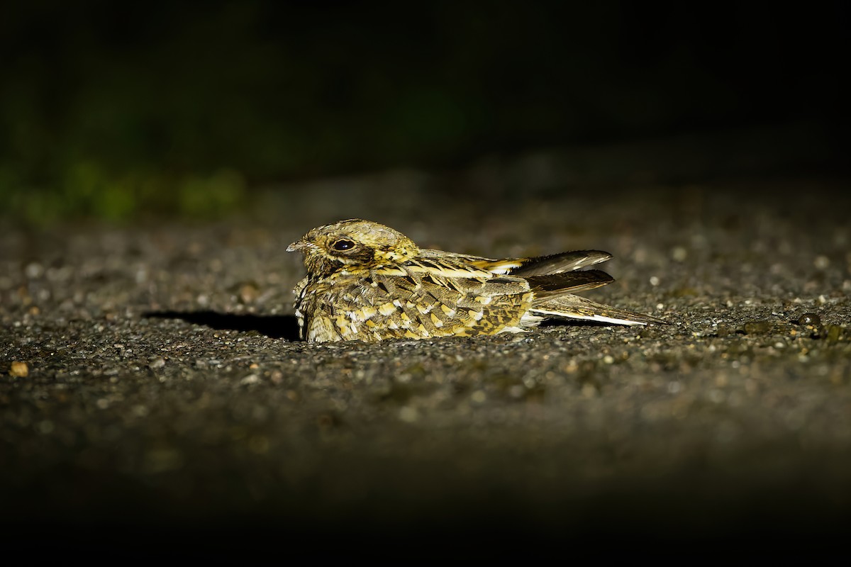 Chotacabras Hindú - ML645159443