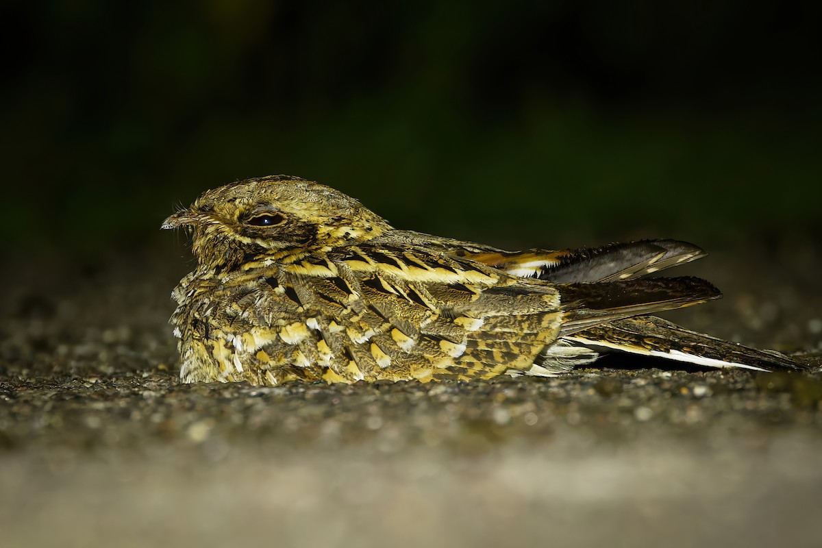 Chotacabras Hindú - ML645159444