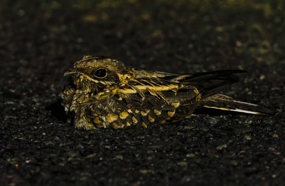 Chotacabras Hindú - ML645159445